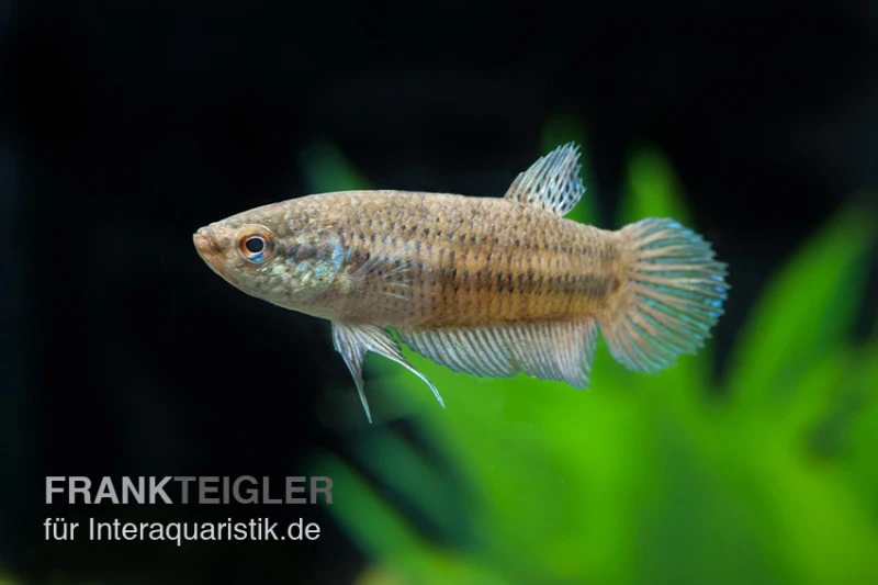 Smaragd-Kampffisch, Betta smaragdina, paarweise Smaragd-Kampffisch, Betta Smaragdina, Paarweise -Container Haustiere Geschäft Betta smaragdina 13