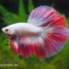 Halfmoon Kampffisch Multi Color NZ, Männchen, Betta Splendens -Container Haustiere Geschäft Betta splendens Half Moon Multicolor 2 18