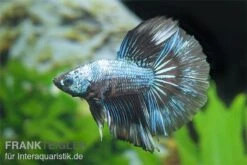 Halfmoon Kampffisch Multi Color NZ, Männchen, Betta Splendens -Container Haustiere Geschäft Betta splendens Half Moon Multicolor 3