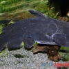 Black Catfish, Trachycorystes Trachycorystes 2 Black Catfish, Trachycorystes Trachycorystes -Container Haustiere Geschäft Black Catfish Trachycorystes trachycorystes 1