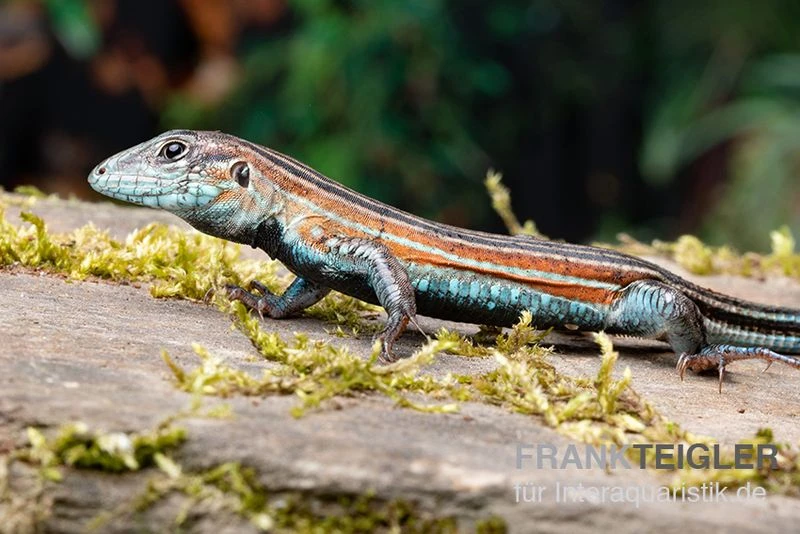 Blackbelly Racerunner, Aspidoscelis deppii Blackbelly Racerunner, Aspidoscelis Deppii -Container Haustiere Geschäft Blackbelly Racerunner Aspidoscelis deppii 2