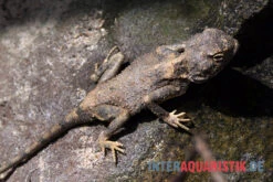 Blasse Wüstenagame, Trapelus Pallidus -Container Haustiere Geschäft Blasse Wuestenagame Trapelus pallidus 3