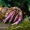 Lila-Landeinsiedlerkrebs, Coenobita Lila (Blue Berry) -Container Haustiere Geschäft Blaubeer Einsiedlerkrebs Coenobita lila 1