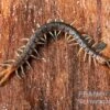 Blaubeiniger Hundertfüßer, Scolopendra Cf. Valida "Blue Legs Westafrica" -Container Haustiere Geschäft Blaubeiniger Hundertfuesser Scolopendra cf valida Blue Legs Westafrica 1