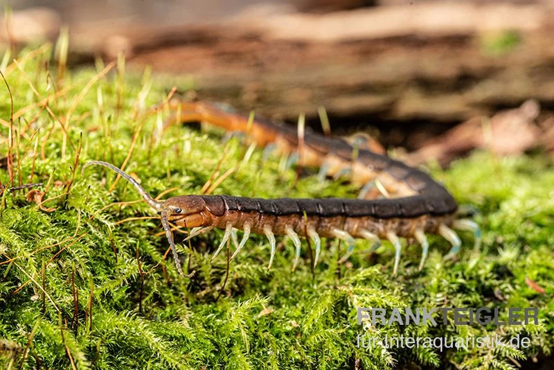 Blaubeiniger Hundertfüßer, Scolopendra cf. valida "Blue Legs Westafrica" Blaubeiniger Hundertfüßer, Scolopendra Cf. Valida "Blue Legs Westafrica" -Container Haustiere Geschäft Blaubeiniger Hundertfuesser Scolopendra cf valida Blue Legs Westafrica 2