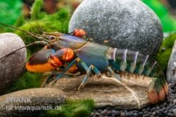 Blauer Rotscheren-Tigerkrebs, Cherax Alyciae "Blue Kong Red Claw" -Container Haustiere Geschäft Blauer Rotscheren Tigerkrebs Cherax alyciae Blue Kong Red Claw 3