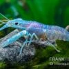 Blauer Rotscherenkrebs, Cherax Quadricarinatus 2 Blauer Rotscherenkrebs, Cherax Quadricarinatus -Container Haustiere Geschäft Blauer Rotscherenkrebs Cherax quadricarinatus neu 1