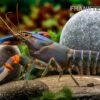 Blauer Tigerkrebs, Cherax Alyciae „Blue Kong“ -Container Haustiere Geschäft Blauer Tigerkrebs Cherax alyciae Blue Kong 2