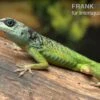 Blaugrüner Barbadosanolis, Anolis Extremus 1 Blaugrüner Barbadosanolis, Anolis Extremus -Container Haustiere Geschäft Blaugruener Barbadosanolis Anolis extremus Paar 1