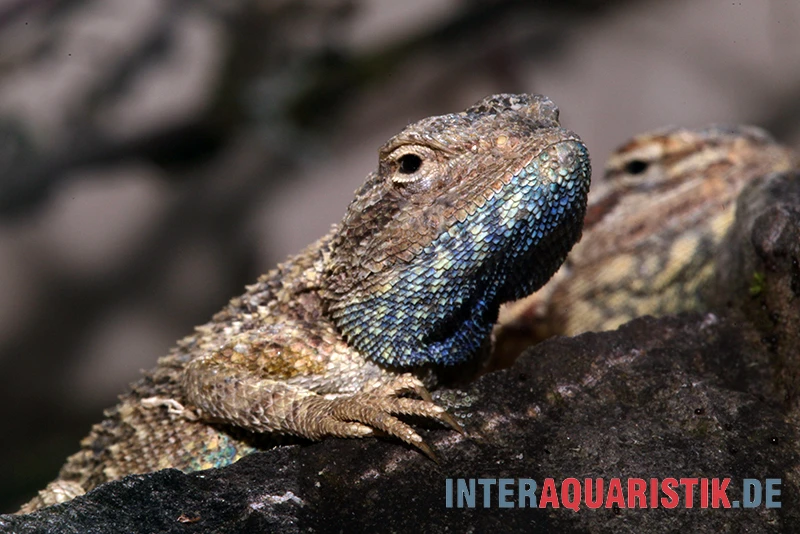 Blaukehl-Agame, Trapelus savignii Blaukehl-Agame, Trapelus Savignii -Container Haustiere Geschäft Blaukehl Agame Trapelus savignii 1