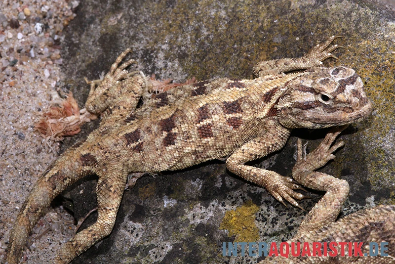 Blaukehl-Agame, Trapelus savignii Blaukehl-Agame, Trapelus Savignii -Container Haustiere Geschäft Blaukehl Agame Trapelus savignii 2