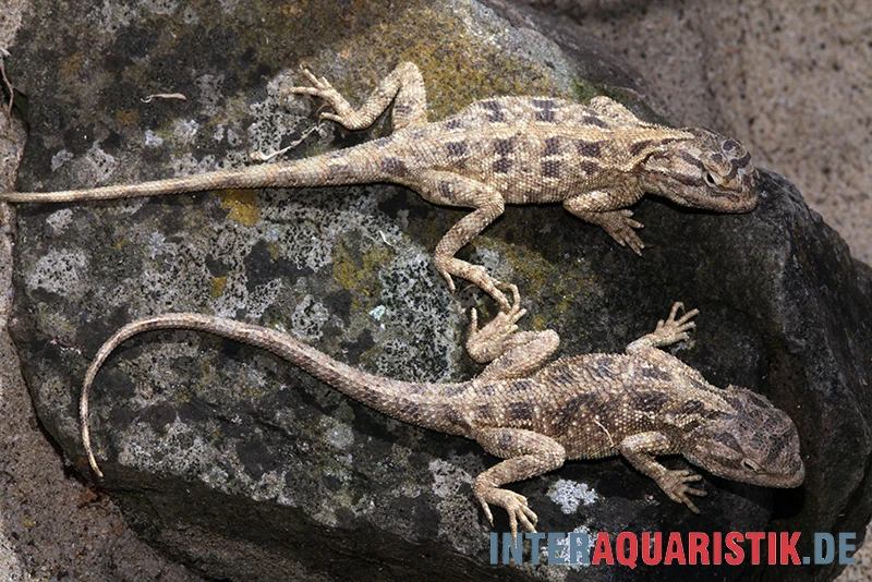 Blaukehl-Agame, Trapelus savignii Blaukehl-Agame, Trapelus Savignii -Container Haustiere Geschäft Blaukehl Agame Trapelus savignii 3