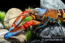 "Blue Claw" Tigerkrebs, Cherax Peknyi Var. "Blue Claw"