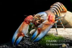"Blue Claw" Tigerkrebs, Cherax Peknyi Var. "Blue Claw" -Container Haustiere Geschäft Blue Claw Tigerkrebs Cherax peknyi var Blue Claw neu