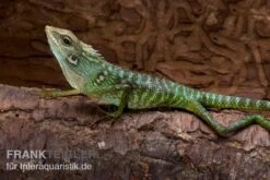 Borneo-Langschwanzagame, Bronchocela Jubata 3 Borneo-Langschwanzagame, Bronchocela Jubata -Container Haustiere Geschäft Borneo Langschwanzagame Bronchocela jubata 2