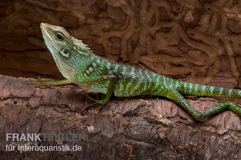Borneo-Langschwanzagame, Bronchocela jubata Borneo-Langschwanzagame, Bronchocela Jubata -Container Haustiere Geschäft Borneo Langschwanzagame Bronchocela jubata 2