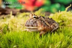Brasilianischer Schmuckhornfrosch, Ceratophrys Aurita -Container Haustiere Geschäft Brasilianischer Schmuckhornfrosch Ceratophrys aurita 1