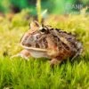 Brasilianischer Schmuckhornfrosch, Ceratophrys Aurita 1 Brasilianischer Schmuckhornfrosch, Ceratophrys Aurita -Container Haustiere Geschäft Brasilianischer Schmuckhornfrosch Ceratophrys aurita 5