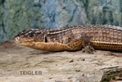 Braune Schildechse, Gerrhosaurus Major -Container Haustiere Geschäft Braune Schildechse Gerrhosaurus major 1