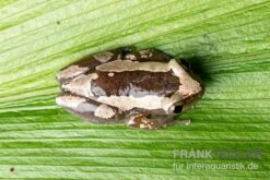Brauner Bananenfrosch, Afrixalus Dorsalis -Container Haustiere Geschäft Brauner Bananenfrosch Afrixalus dorsalis 3