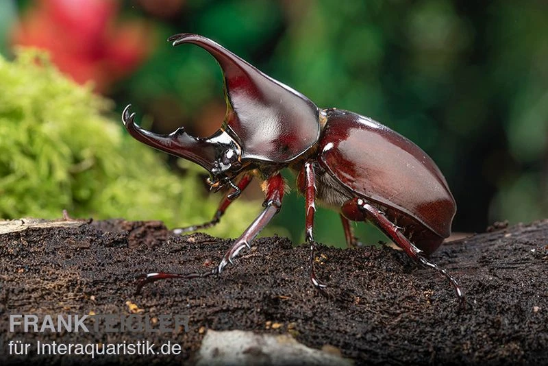 Brauner Nashornkäfer, Xylotrupes gideon Brauner Nashornkäfer, Xylotrupes Gideon -Container Haustiere Geschäft Brauner Nashornkaefer Xylotrupes gideon 1