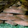 Breitkopf-Schwimmwühle, Typhlonectes Natans -Container Haustiere Geschäft Breitkopf Schwimmwuehle Typhlonectes natans 1