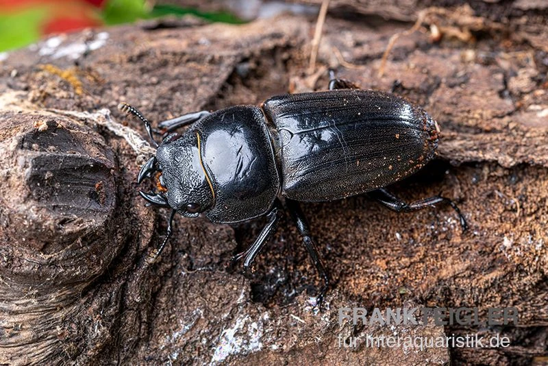 Bucephalus-Hirschkäfer, Dorcus bucephalus Bucephalus-Hirschkäfer, Dorcus Bucephalus -Container Haustiere Geschäft Bucephalus Hirschkaefer Dorcus bucephalus 2