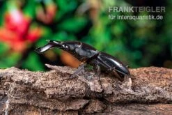 Bucephalus-Hirschkäfer, Dorcus Bucephalus 6 Bucephalus-Hirschkäfer, Dorcus Bucephalus -Container Haustiere Geschäft Bucephalus Hirschkaefer Dorcus bucephalus 4