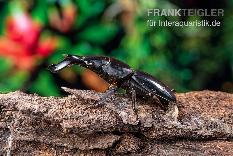 Bucephalus-Hirschkäfer, Dorcus bucephalus Bucephalus-Hirschkäfer, Dorcus Bucephalus -Container Haustiere Geschäft Bucephalus Hirschkaefer Dorcus bucephalus 4