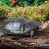 Buckelschildkröte, Phrynops Gibbus -Container Haustiere Geschäft Buckelschildkroete Phrynops gibbus 1