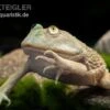 Budgett`s-Frosch, Lepidobatrachus Laevis -Container Haustiere Geschäft Budgetts Frosch Lepidobatrachus laevis 1