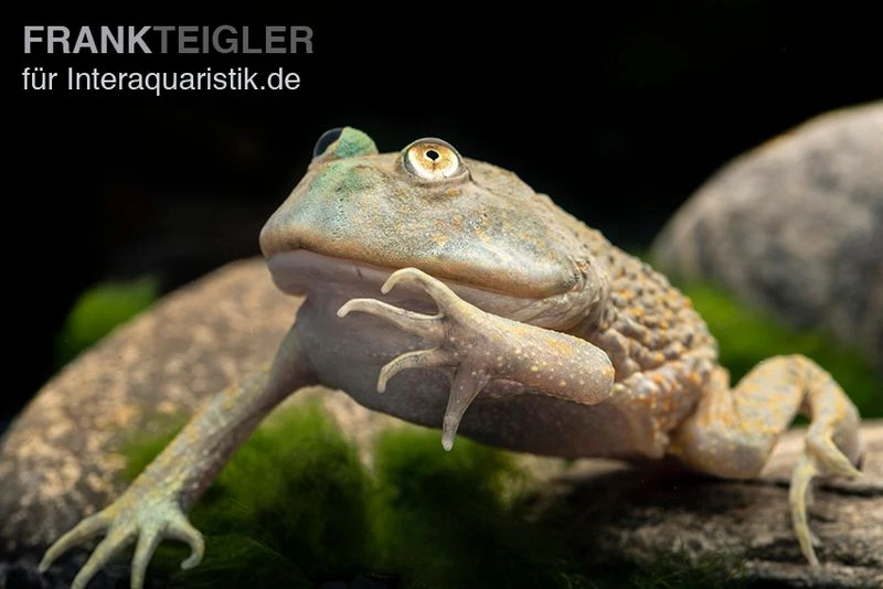 Budgett`s-Frosch, Lepidobatrachus laevis Budgett`s-Frosch, Lepidobatrachus Laevis -Container Haustiere Geschäft Budgetts Frosch Lepidobatrachus laevis 1