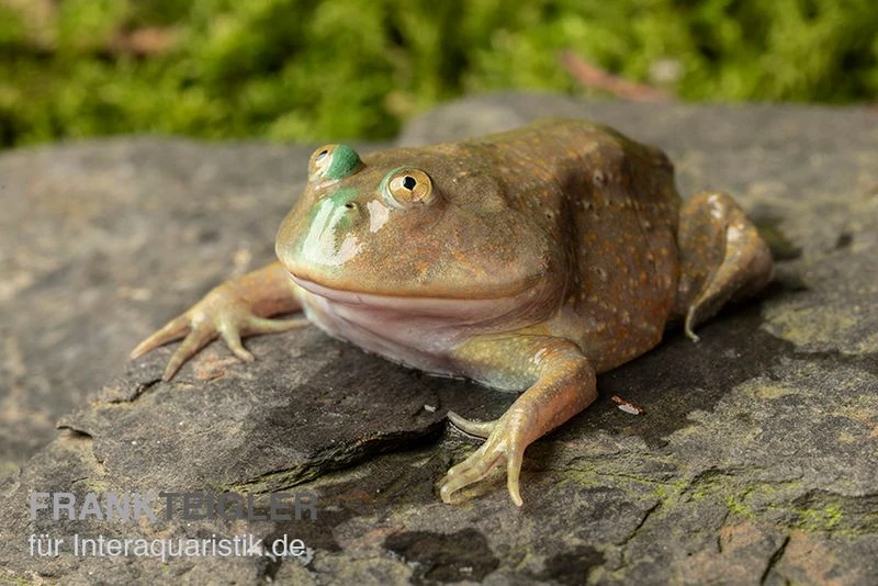 Budgett`s-Frosch, Lepidobatrachus laevis Budgett`s-Frosch, Lepidobatrachus Laevis -Container Haustiere Geschäft Budgetts Frosch Lepidobatrachus laevis 2