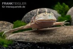 Budgett`s-Frosch, Lepidobatrachus Laevis 6 Budgett`s-Frosch, Lepidobatrachus Laevis -Container Haustiere Geschäft Budgetts Frosch Lepidobatrachus laevis 5