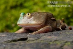 Budgett`s-Frosch, Lepidobatrachus Laevis 8 Budgett`s-Frosch, Lepidobatrachus Laevis -Container Haustiere Geschäft Budgetts Frosch Lepidobatrachus laevis 7