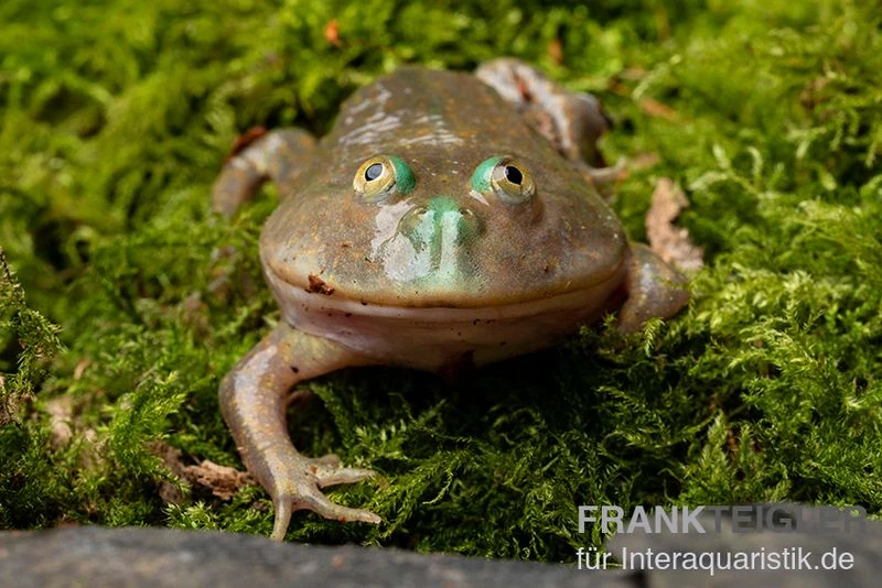 Budgett`s-Frosch, Lepidobatrachus laevis Budgett`s-Frosch, Lepidobatrachus Laevis -Container Haustiere Geschäft Budgetts Frosch Lepidobatrachus laevis 8
