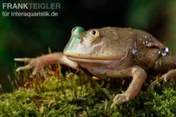 Budgett`s-Frosch, Lepidobatrachus Laevis 10 Budgett`s-Frosch, Lepidobatrachus Laevis -Container Haustiere Geschäft Budgetts Frosch Lepidobatrachus laevis 9