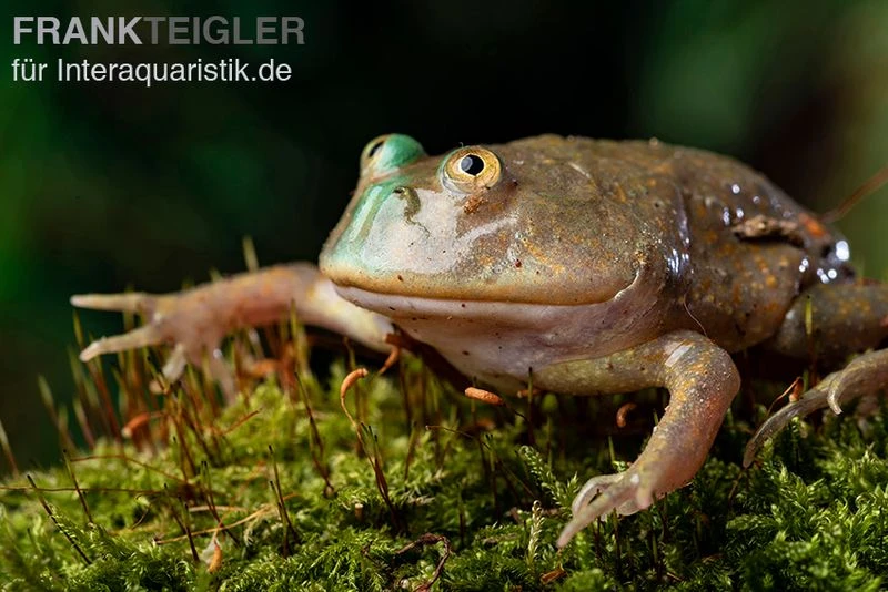 Budgett`s-Frosch, Lepidobatrachus laevis Budgett`s-Frosch, Lepidobatrachus Laevis -Container Haustiere Geschäft Budgetts Frosch Lepidobatrachus laevis 9