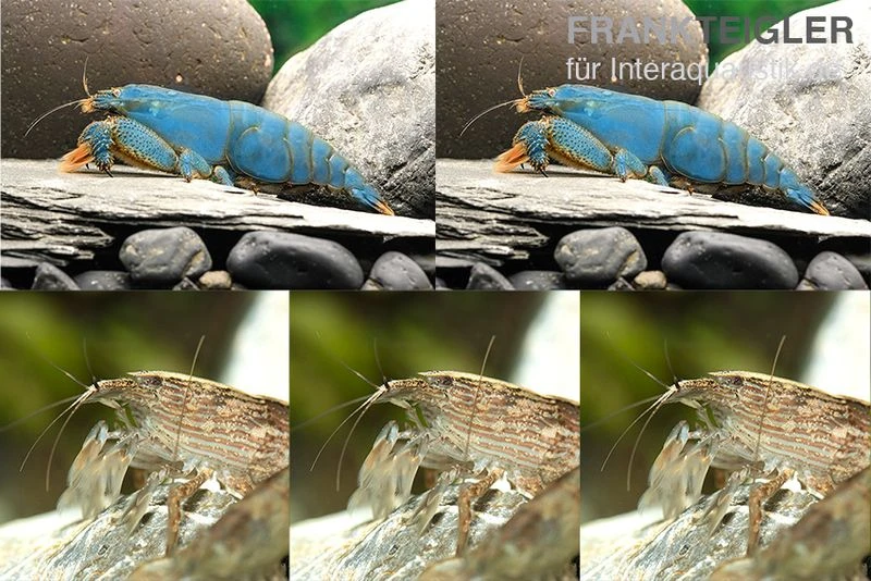 Bundle: Fächergarnelen-Set "Radarstation", 2 x Monsterfächergarnele M + 3 x Molukkenfächergarnelen Bundle: Fächergarnelen-Set "Radarstation", 2 X Monsterfächergarnele M + 3 X Molukkenfächergarnelen -Container Haustiere Geschäft Bundle Faechergarnelen Set Radarstation 2 x Monsterfaechergarnele M 3 x Molukkenfaechergarnelen