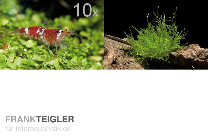 Bundle Scaper Truppe: 10 x Crystal Red Garnele + Mangrovenwurzel mit Moos Bundle Scaper Truppe: 10 X Crystal Red Garnele + Mangrovenwurzel Mit Moos -Container Haustiere Geschäft Bundle Scaper Truppe 10 x Crystal Red Garnele Mangrovenwurzel mit Moos