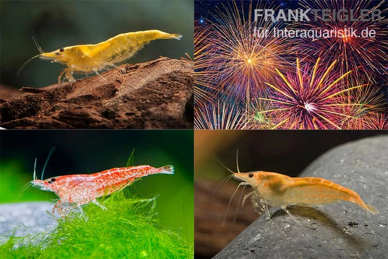 Bundle: Zwerggarnelen-Set "Feuerwerk", 5 x Yellow Fire + 5 x Red Fire + 5 x Orange Fire Garnelen Bundle: Zwerggarnelen-Set "Feuerwerk", 5 X Yellow Fire + 5 X Red Fire + 5 X Orange Fire Garnelen -Container Haustiere Geschäft Bundle Zwerggarnelen Set Feuerwerk 5 x Yellow Fire 5 x Red Fire 5 x Orange Fire