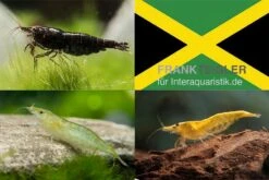Bundle: Zwerggarnelen-Set "Jamaica", 5 X Chocolate + 5 X Grüne + 5 X Yellow Fire Garnelen