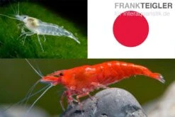 Bundle: Zwerggarnelen-Set "Japan", 10 X Sakura Red + 10 X White Pearl Garnelen