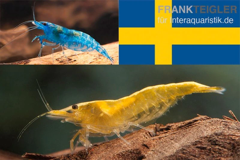 Bundle: Zwerggarnelen-Set "Schweden", 10 x Blue Dream + 10 x Yellow Fire Garnelen Bundle: Zwerggarnelen-Set "Schweden", 10 X Blue Dream + 10 X Yellow Fire Garnelen -Container Haustiere Geschäft Bundle Zwerggarnelen Set Schweden 10 x Blue Dream 10 x Yellow Fire Garnelen