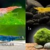 Bundle Bunte Truppe: 10 X Neocaridina Im Farbmix + Javamoos 2 Bundle Bunte Truppe: 10 X Neocaridina Im Farbmix + Javamoos -Container Haustiere Geschäft Bunte Truppe 10 x Neocaridina im Farbmix Mooskugel