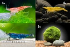 Bundle Bunte Truppe: 10 X Neocaridina Im Farbmix + Javamoos