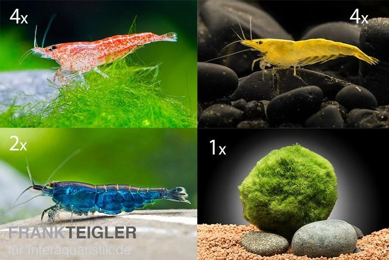 Bundle Bunte Truppe: 10 x Neocaridina im Farbmix + Javamoos Bundle Bunte Truppe: 10 X Neocaridina Im Farbmix + Javamoos -Container Haustiere Geschäft Bunte Truppe 10 x Neocaridina im Farbmix Mooskugel
