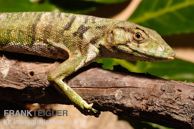 Buntleguan, Polychrus marmoratus Buntleguan, Polychrus Marmoratus -Container Haustiere Geschäft Buntleguan Polychrus marmoratus 1
