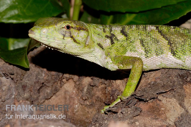 Buntleguan, Polychrus marmoratus Buntleguan, Polychrus Marmoratus -Container Haustiere Geschäft Buntleguan Polychrus marmoratus 2