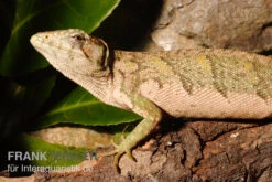 Buntleguan, Polychrus Marmoratus 4 Buntleguan, Polychrus Marmoratus -Container Haustiere Geschäft Buntleguan Polychrus marmoratus 3